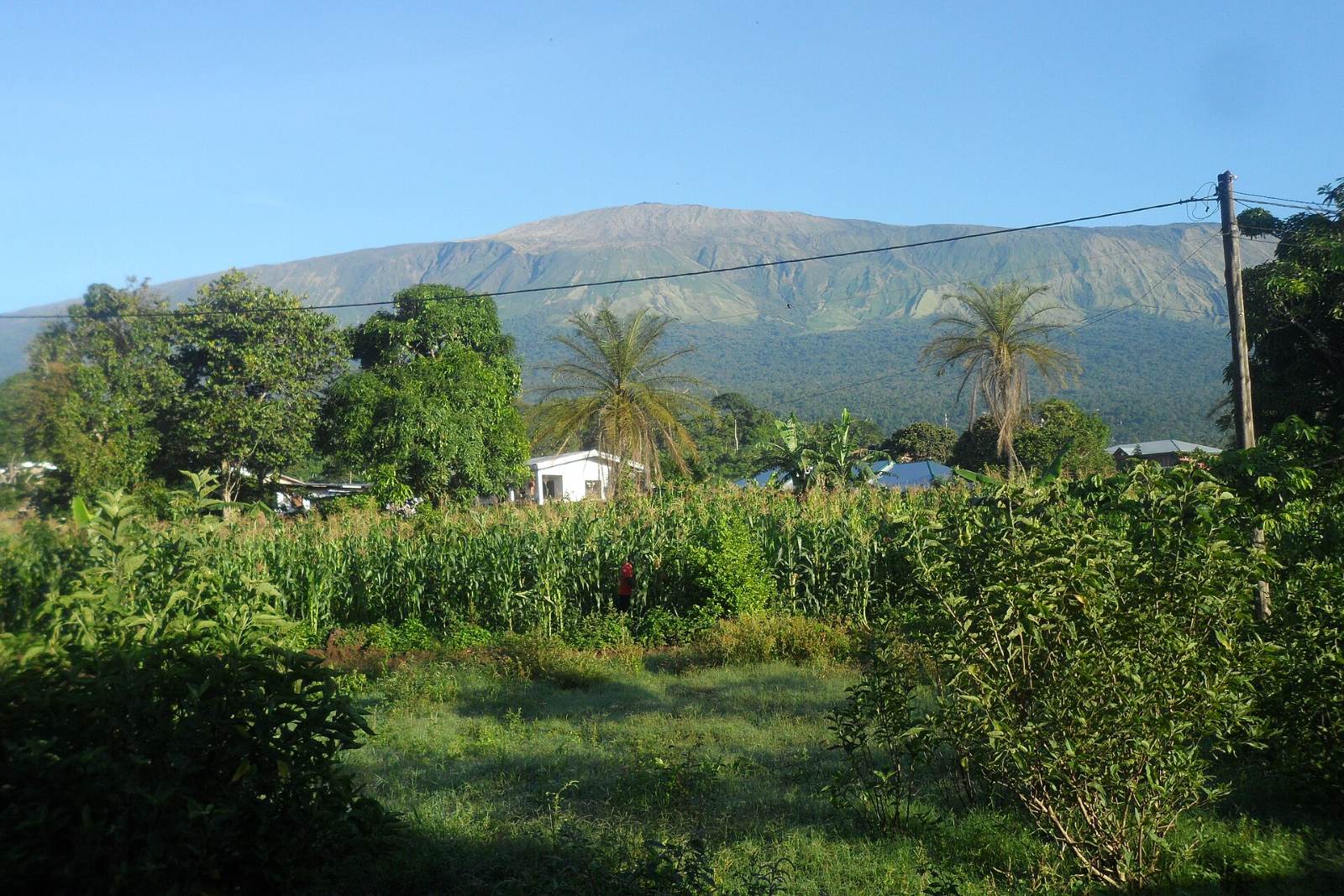 Buea